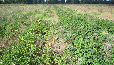 KARTOFLER P&Aring; STRYN&Oslash;